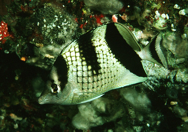 Asian butterflyfish