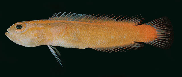 Chlidichthys auratus