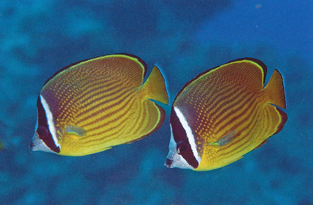 Oriental butterflyfish