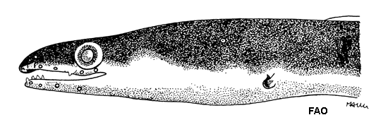 Chlopsis bicolor