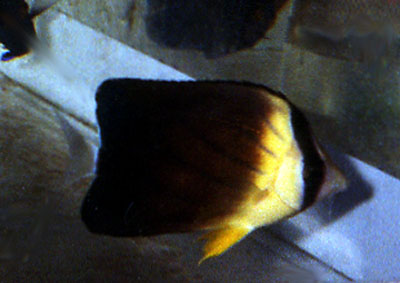 Chaetodon blackburnii