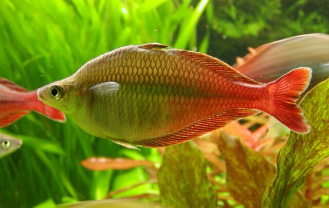 Bleher's rainbowfish
