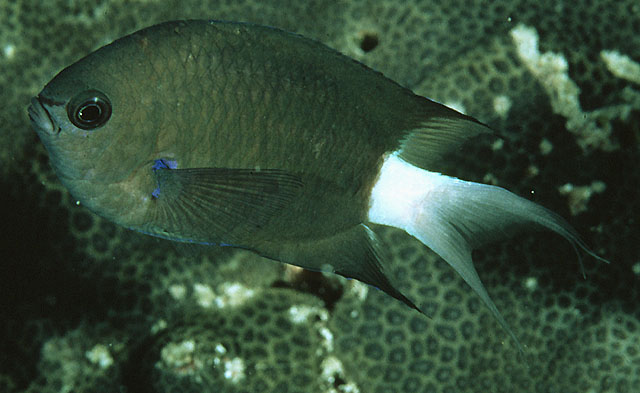 Pycnochromis caudalis