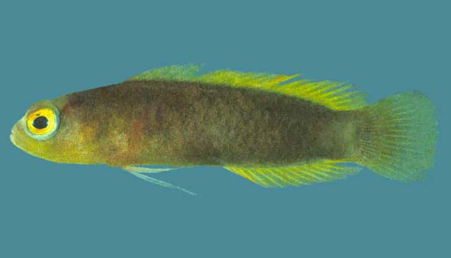 Chlidichthys chagosensis