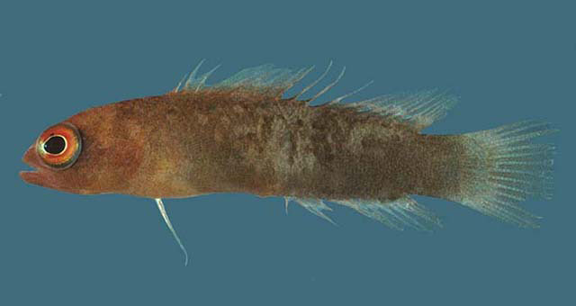 Chlidichthys chagosensis