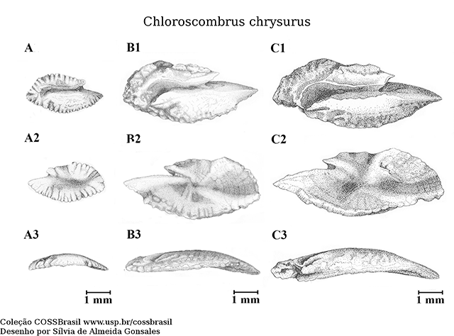Chloroscombrus chrysurus