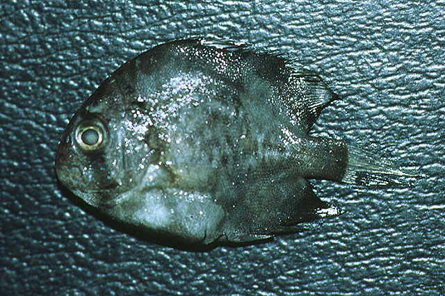 Chaetodipterus faber