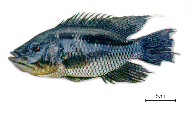 Chaetobranchus flavescens