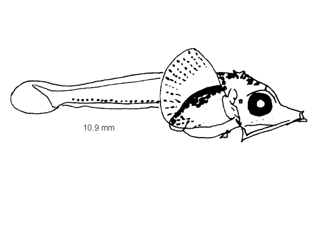 Eutrigla gurnardus