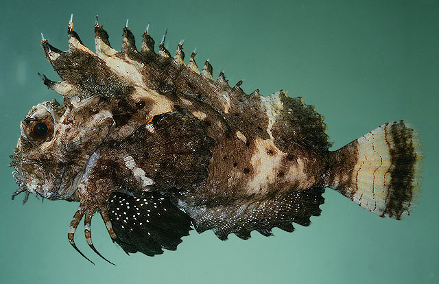 Choridactylus multibarbus