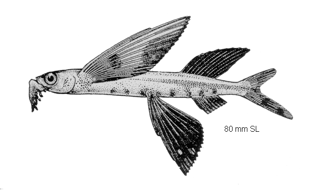 Cheilopogon japonicus