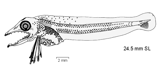 Chionodraco rastrospinosus