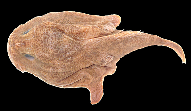 Chaunax reticulatus