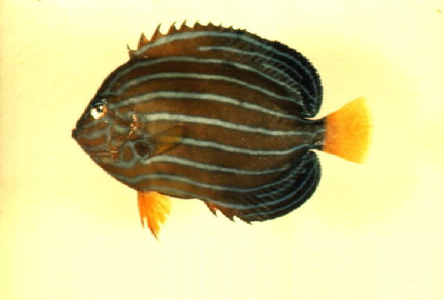 Chaetodontoplus septentrionalis
