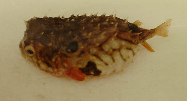 Chilomycterus mauretanicus