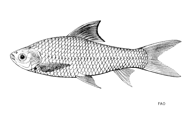 Henicorhynchus siamensis
