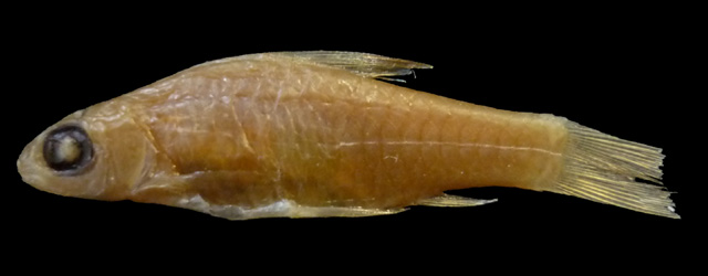 Clypeobarbus congicus