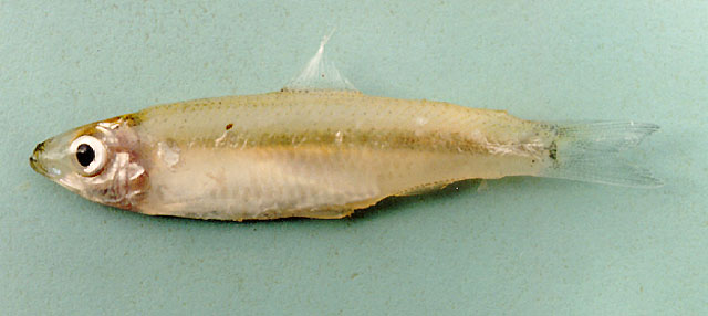 Clupeichthys goniognathus