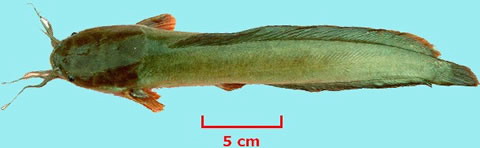 Bighead catfish