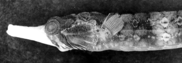 Cosmocampus albirostris