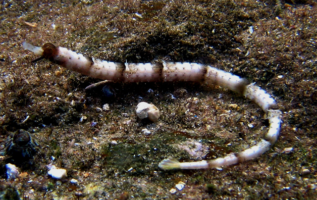 Cosmocampus albirostris