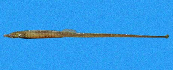 Cosmocampus arctus