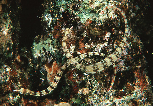 Corythoichthys flavofasciatus