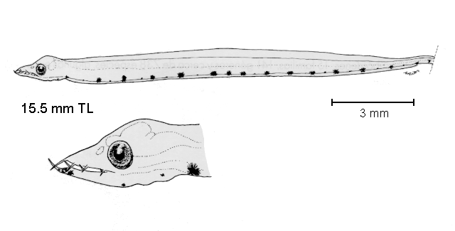 Leptocephalus giganteus