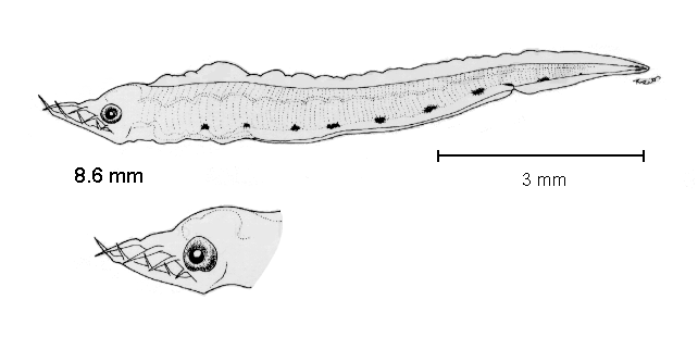 Leptocephalus giganteus