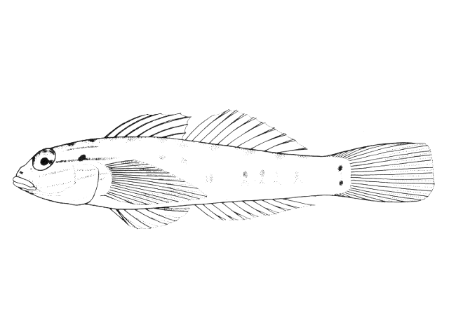 Coryphopterus glaucofraenum