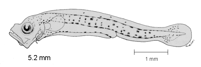 Coryphaena hippurus