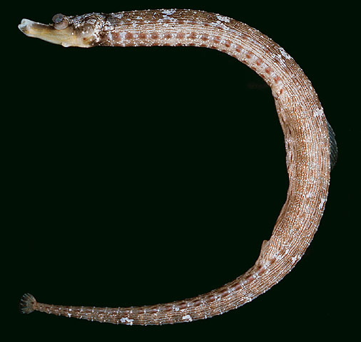 Cosmocampus howensis