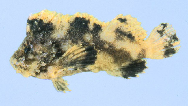 Cocotropus microps