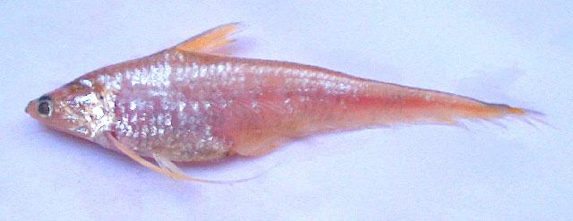 Neglected grenadier anchovy