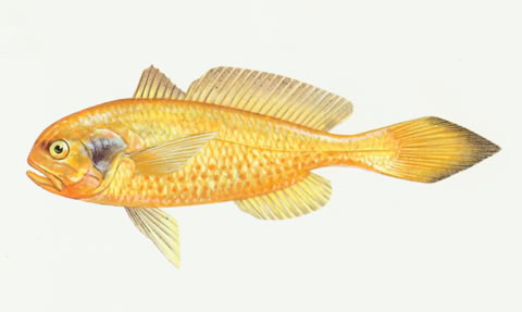 Collichthys niveatus