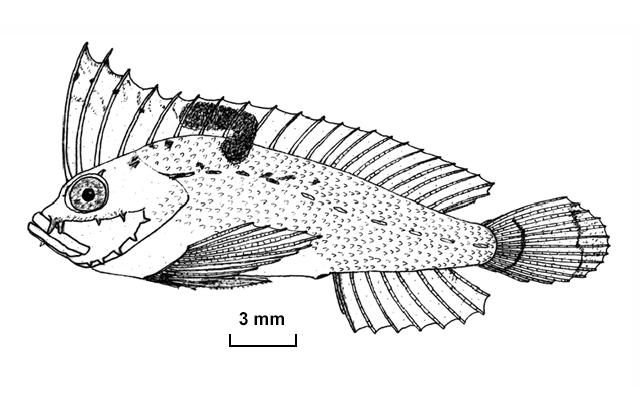Cocotropus richeri