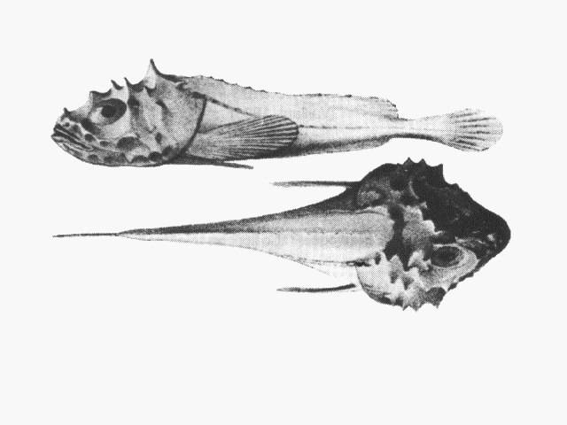 Cottunculus spinosus