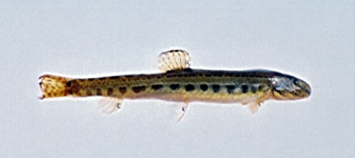 Cobitis vardarensis