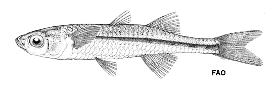 Craterocephalus honoriae