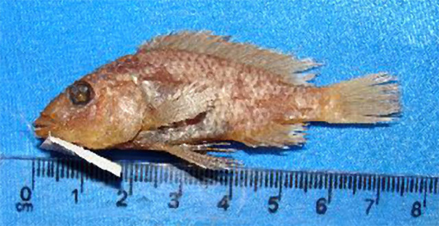 Ctenochromis pectoralis