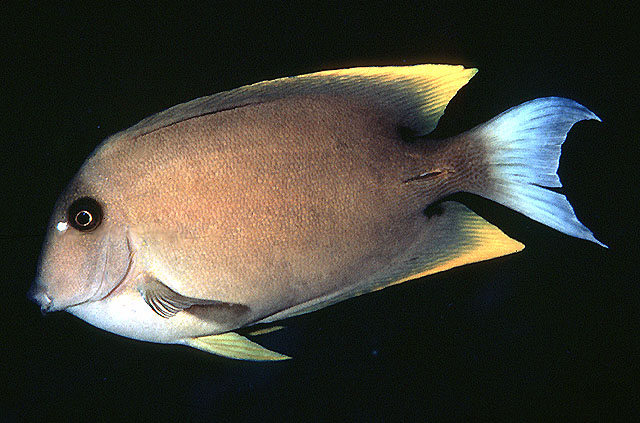 Tomini surgeonfish