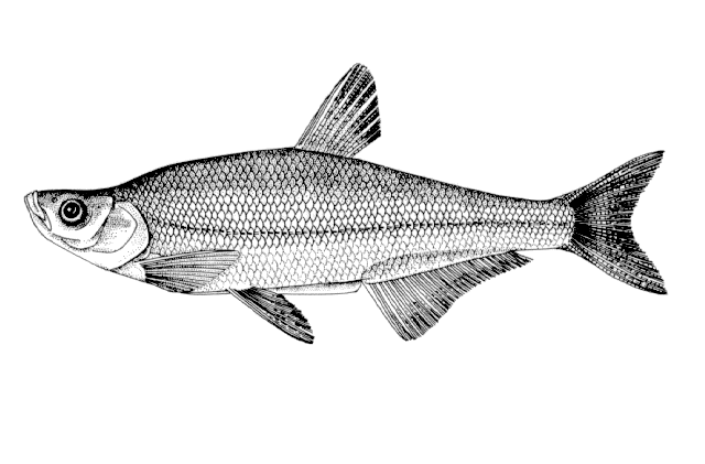 Chanodichthys erythropterus