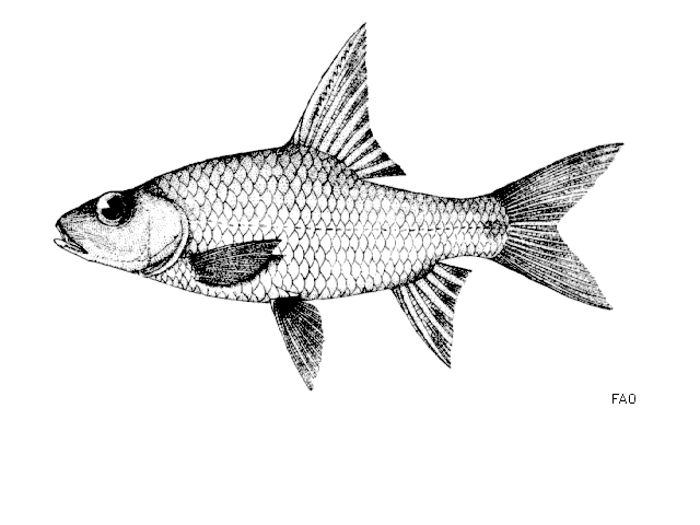 Cyclocheilichthys armatus