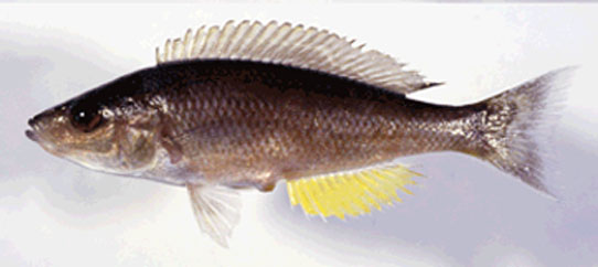 Cyprichromis coloratus