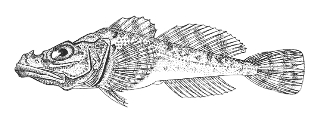 Cyphocottus eurystomus