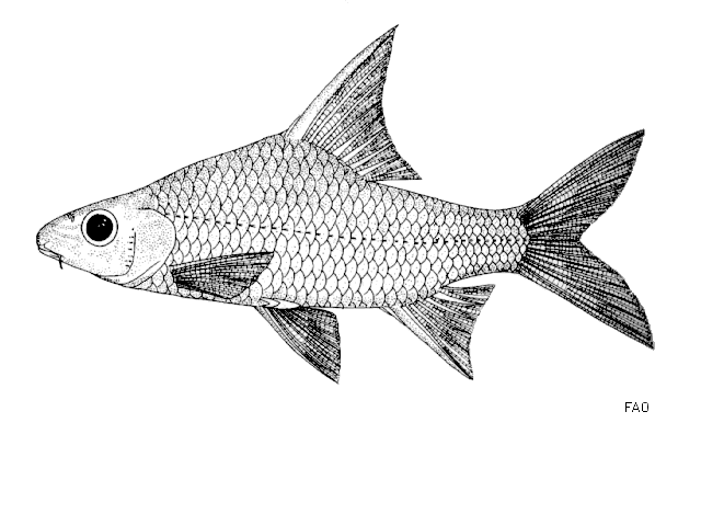 Cyclocheilichthys furcatus