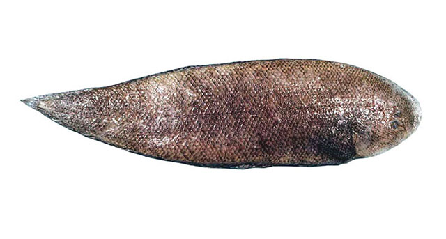 Cynoglossus maculipinnis