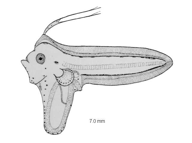 Cynoglossus monopus