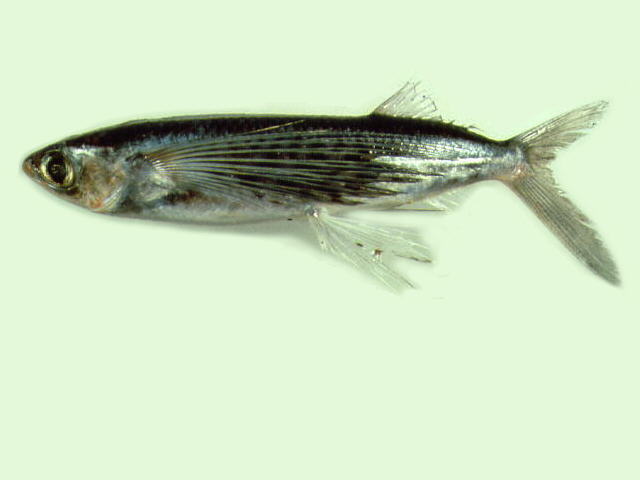 Cypselurus poecilopterus