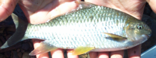 Assamese kingfish